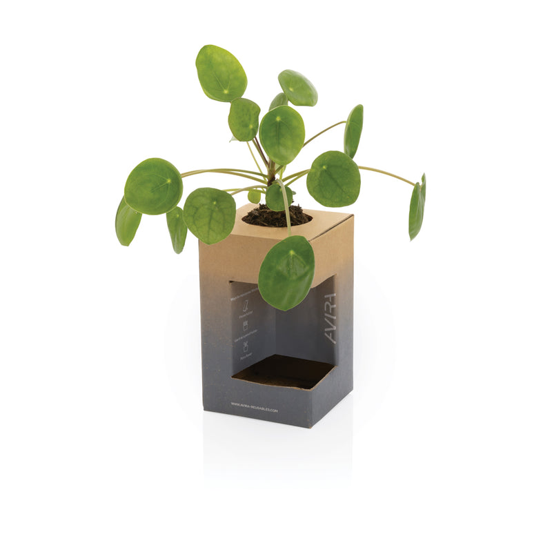 Load image into Gallery viewer, Alya RCS Re-steel tumbler 300ML - Custom Wood Designs