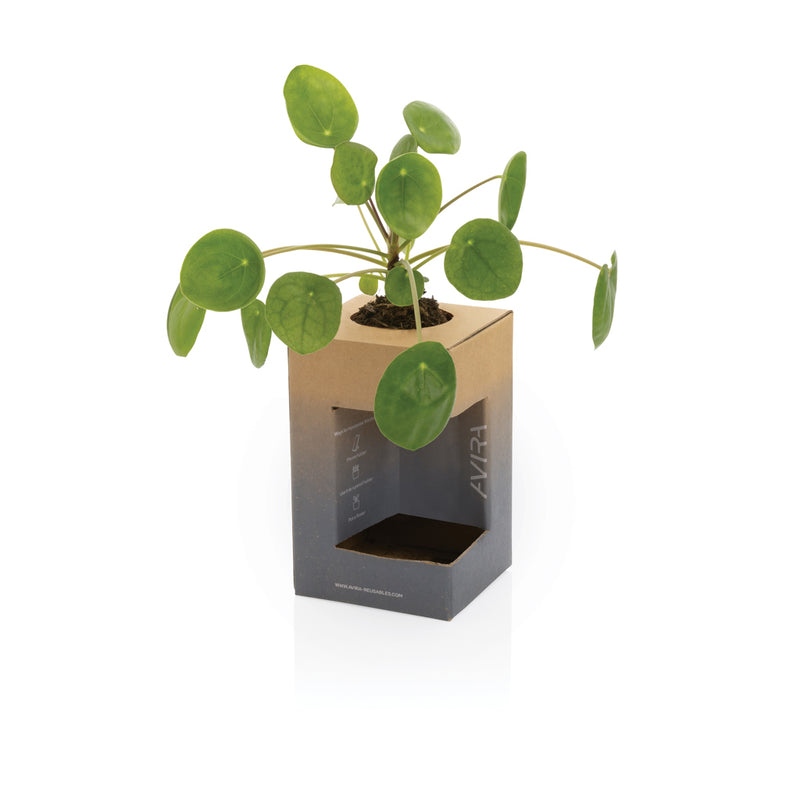 Load image into Gallery viewer, Alya RCS Re-steel tumbler 300ML - Custom Wood Designs
